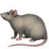 🐀 rat display on Apple