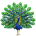 🦚 peacock display on Apple