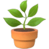 🪴 potted plant display on Apple