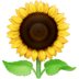 🌻 sunflower display on Facebook