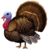 🦃 turkey display on Facebook