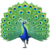 🦚 peacock display on Facebook