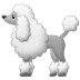 🐩 poodle display on Samsung