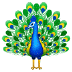 🦚 peacock display on Samsung