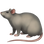 🐀 rat display on Slack